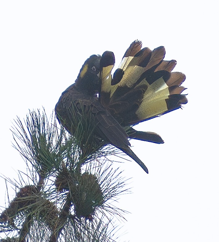 Yellow-tailed Black-Cockatoo - ML619873939