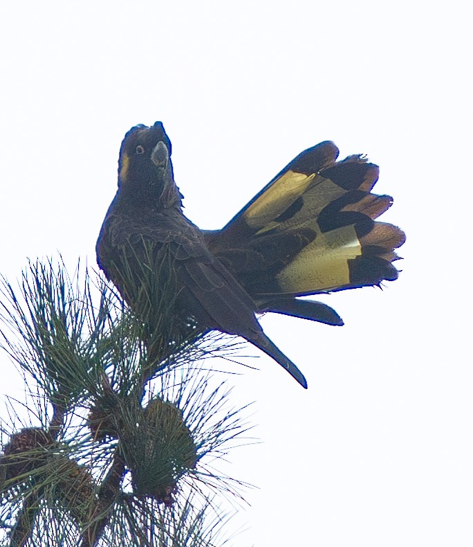 Yellow-tailed Black-Cockatoo - ML619873940