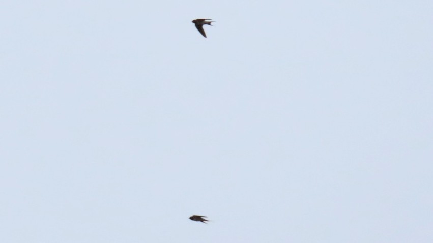 Red-rumped Swallow - ML619873954