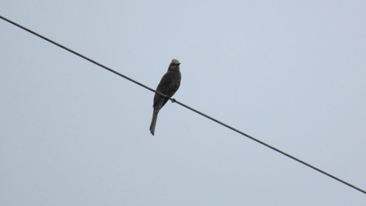 Brown-eared Bulbul - ML619873966