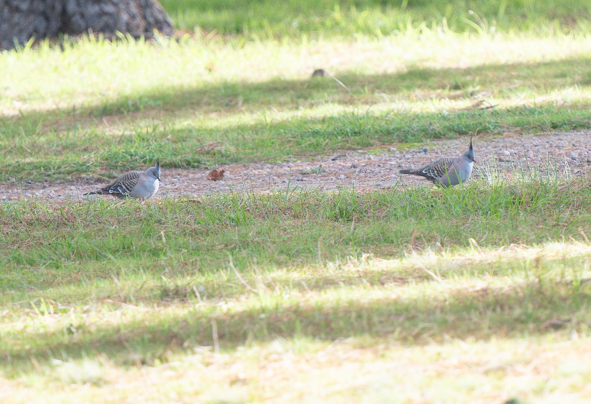 Crested Pigeon - ML619873970