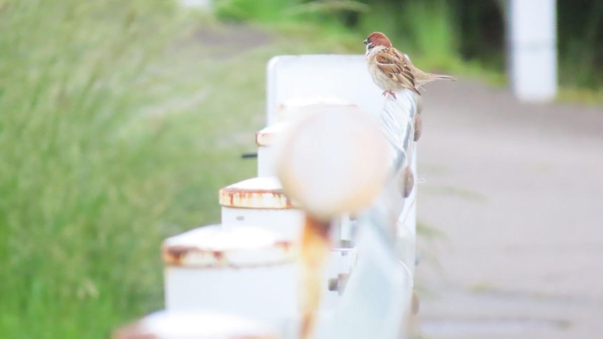 Eurasian Tree Sparrow - ML619873973