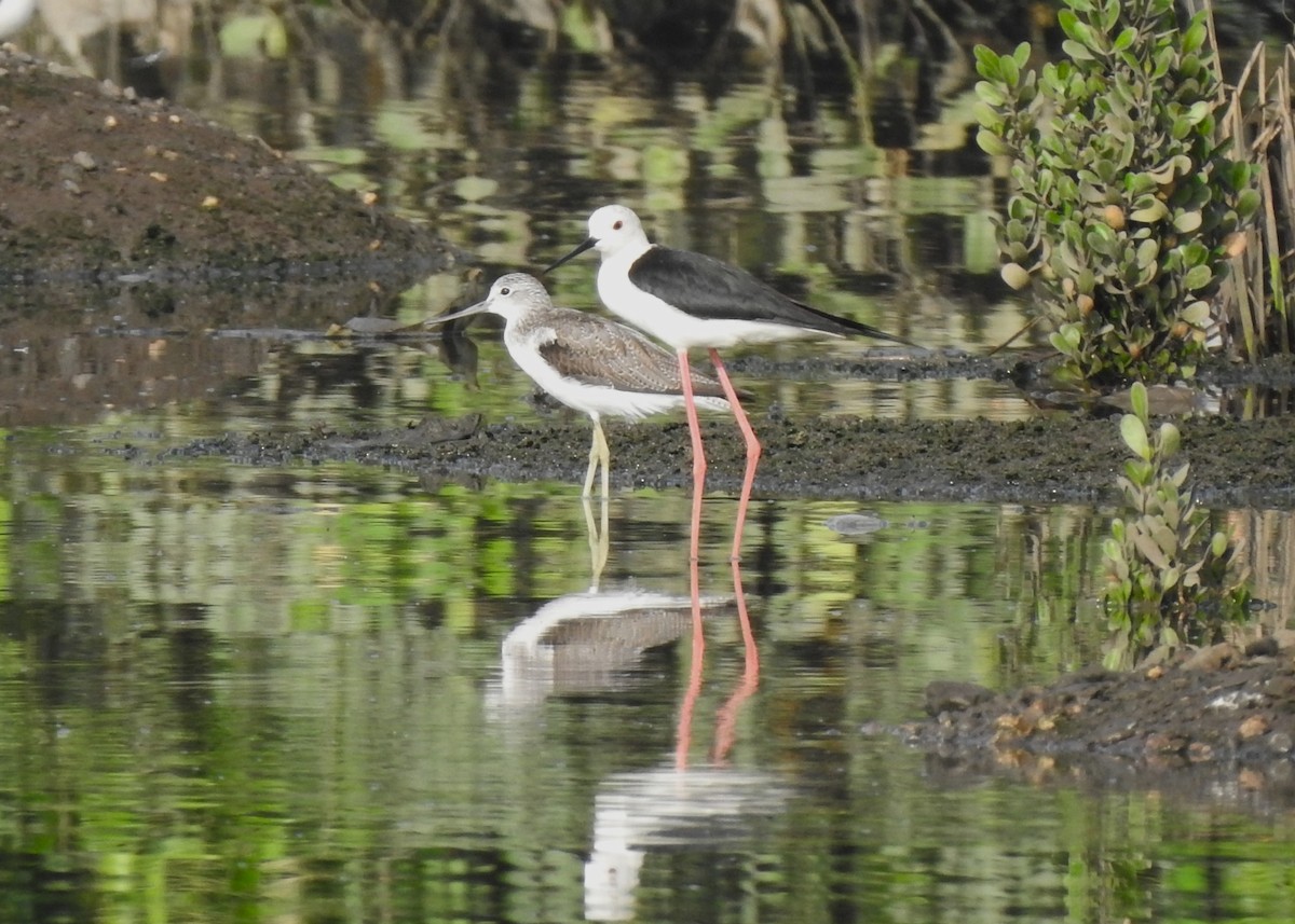 Common Greenshank - ML619873975