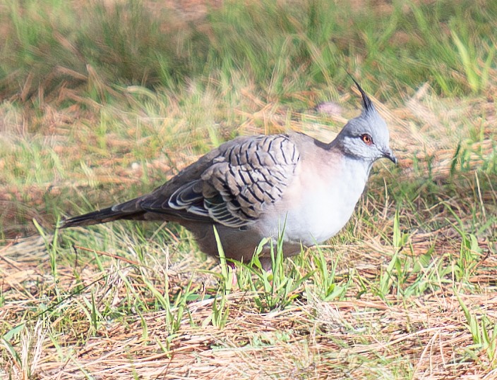 Crested Pigeon - Tania Splawa-Neyman