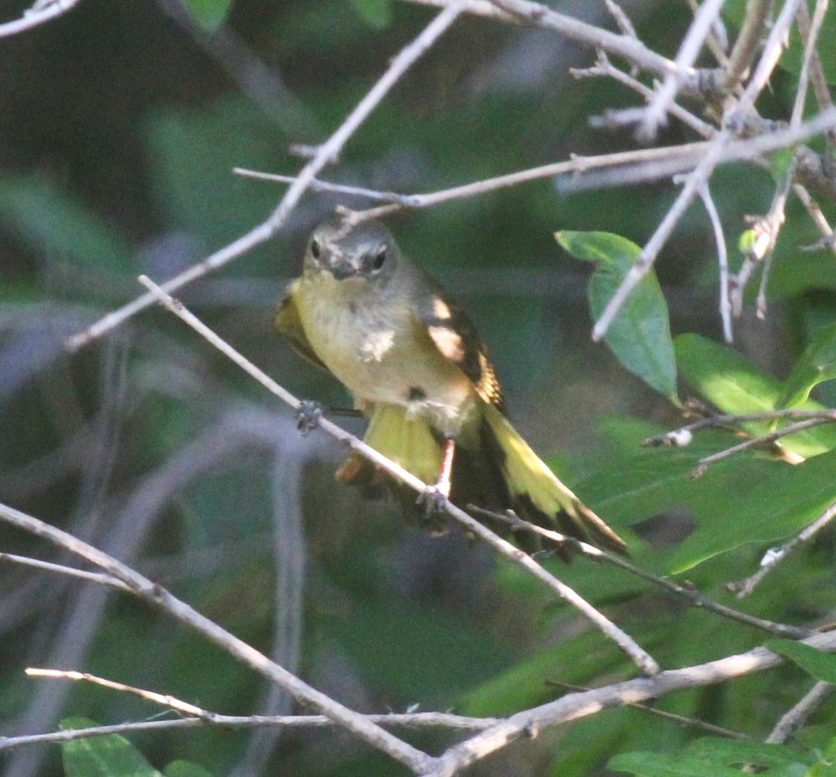 Paruline flamboyante - ML619873978