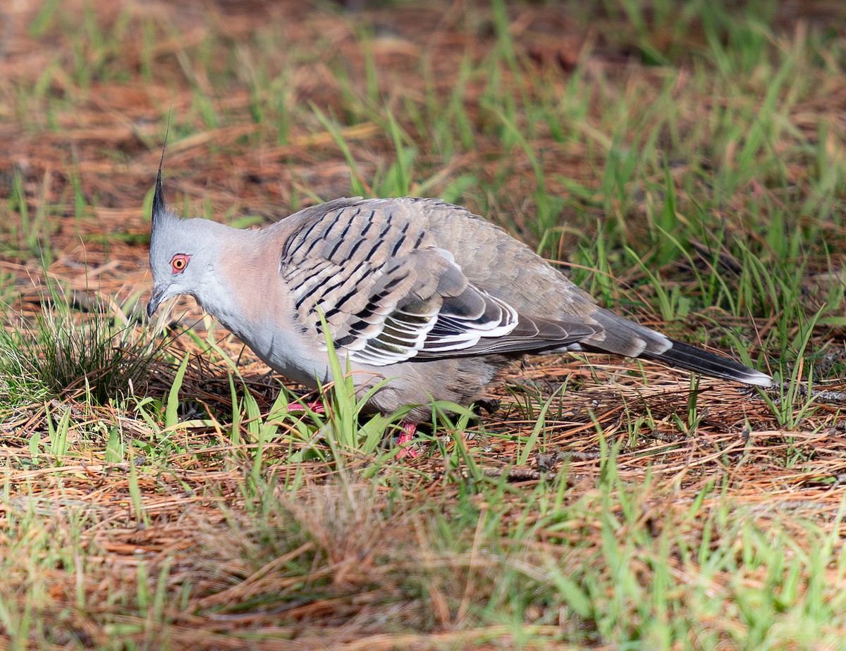 Crested Pigeon - ML619873979