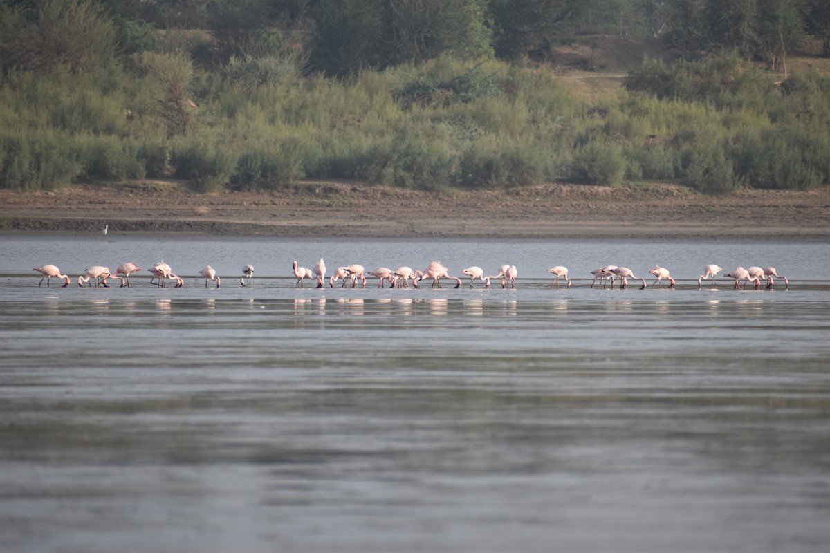 Lesser Flamingo - Girish Kulkarni