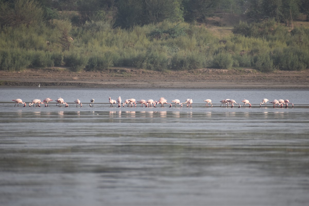 Lesser Flamingo - ML619873981