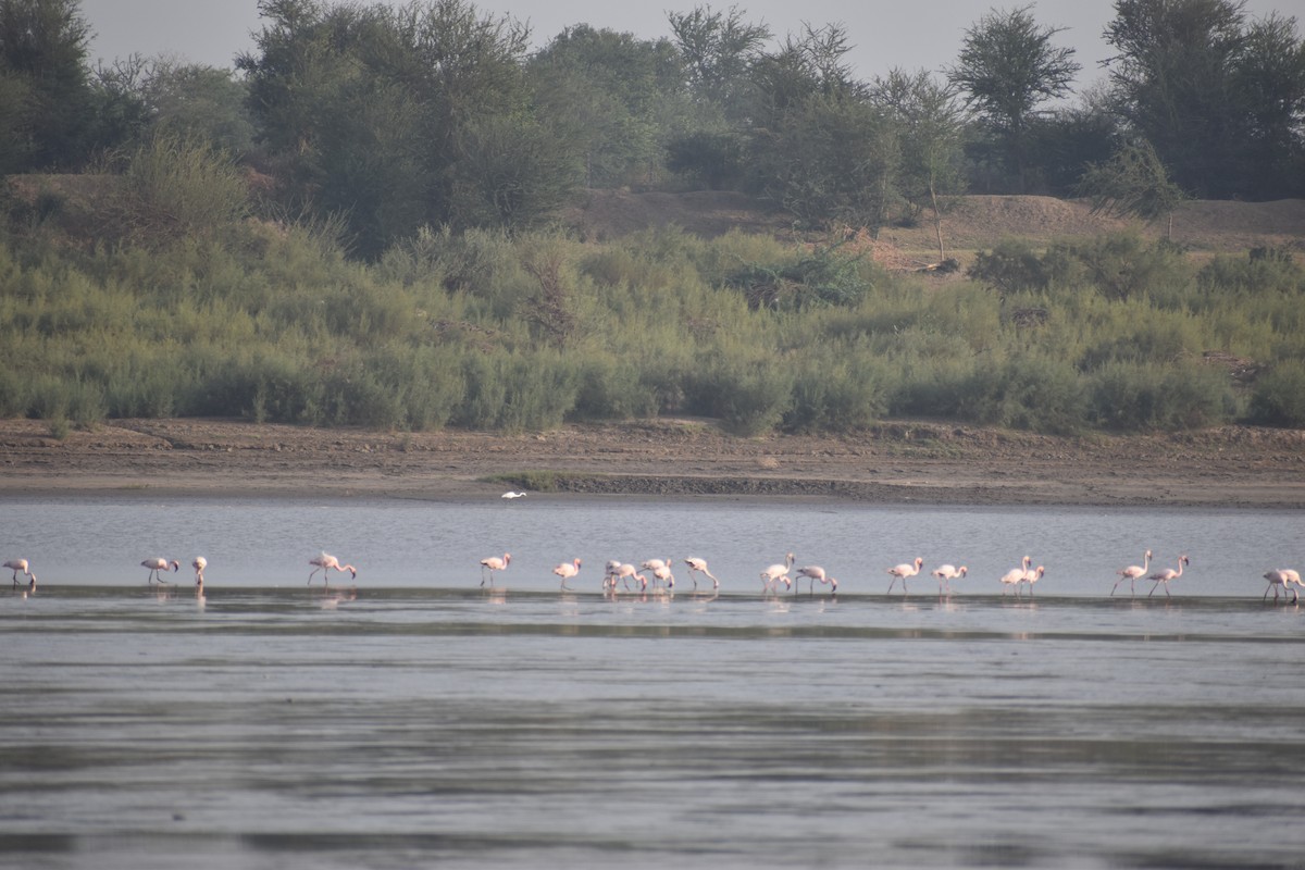 Lesser Flamingo - ML619873983