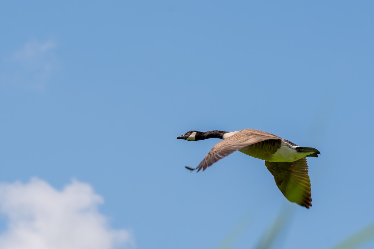 Canada Goose - ML619873986