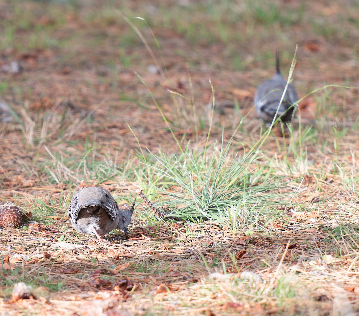 Crested Pigeon - ML619873993