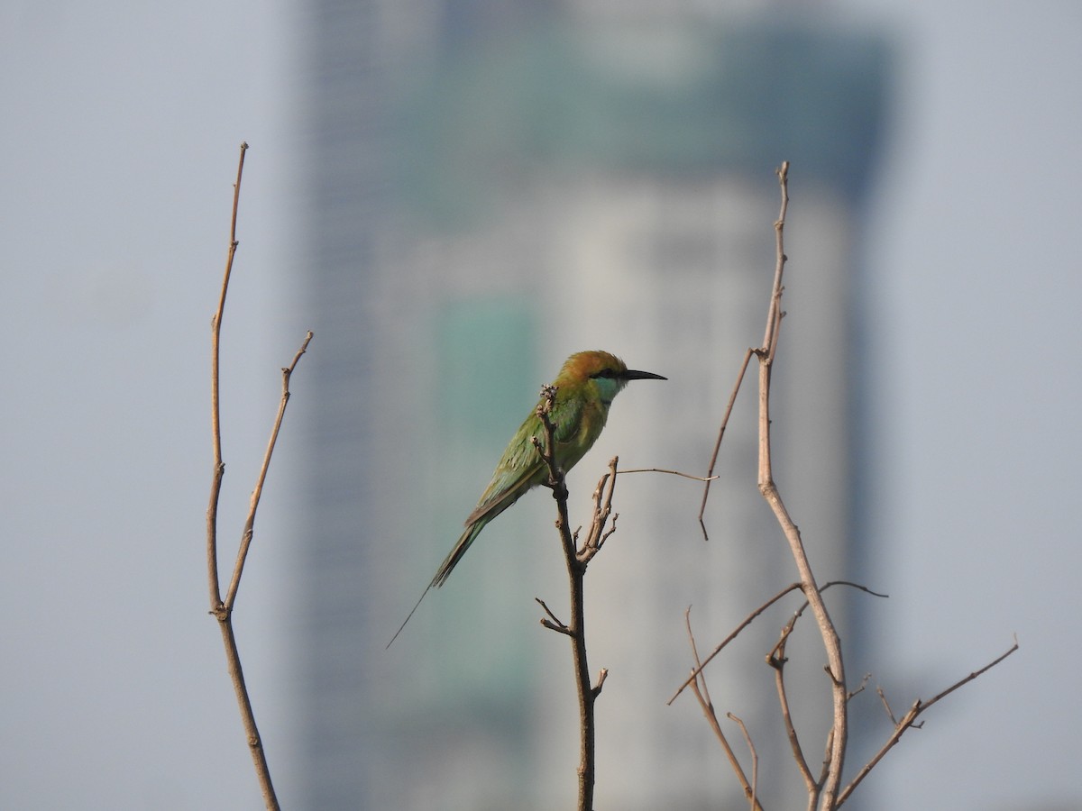 Asian Green Bee-eater - ML619873994