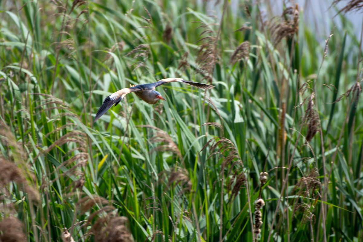 Little Bittern - ML619874001