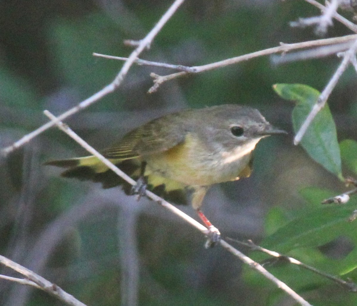 American Redstart - ML619874004