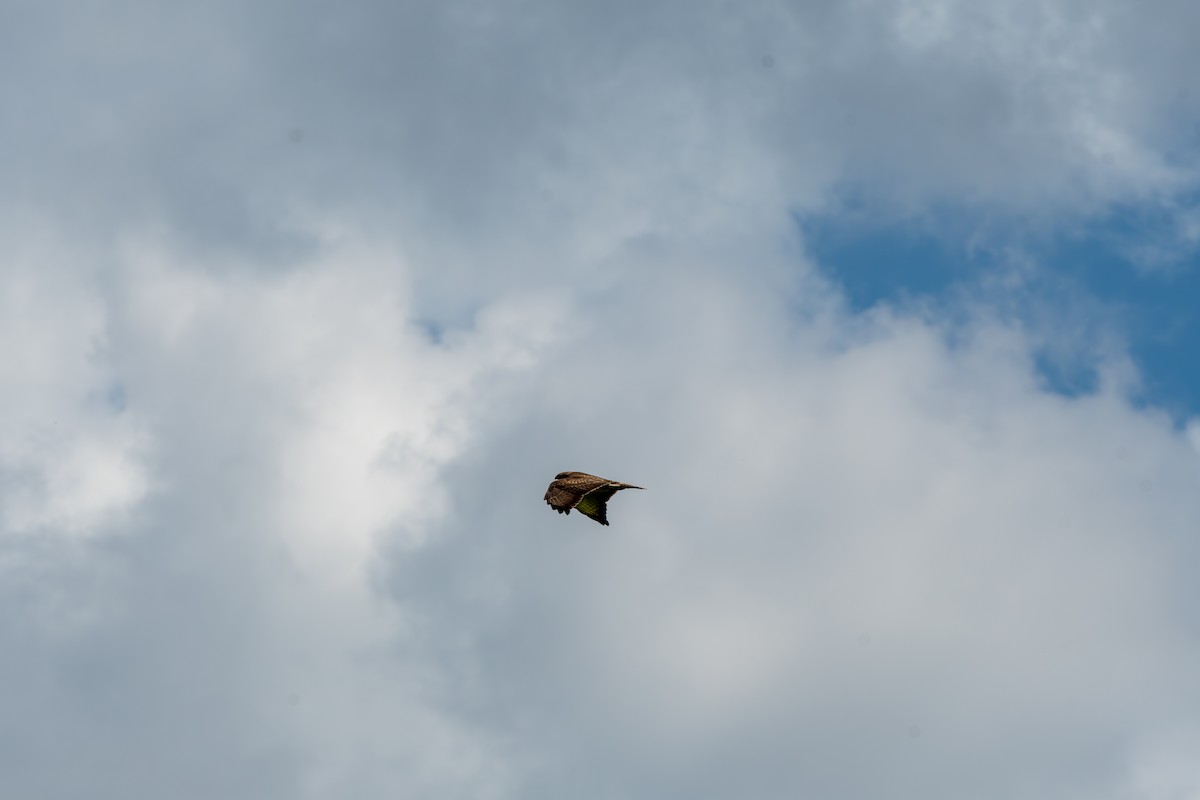 Common Buzzard - ML619874010