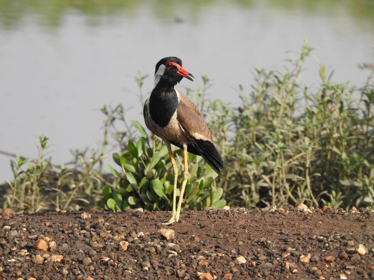 Red-wattled Lapwing - ML619874016