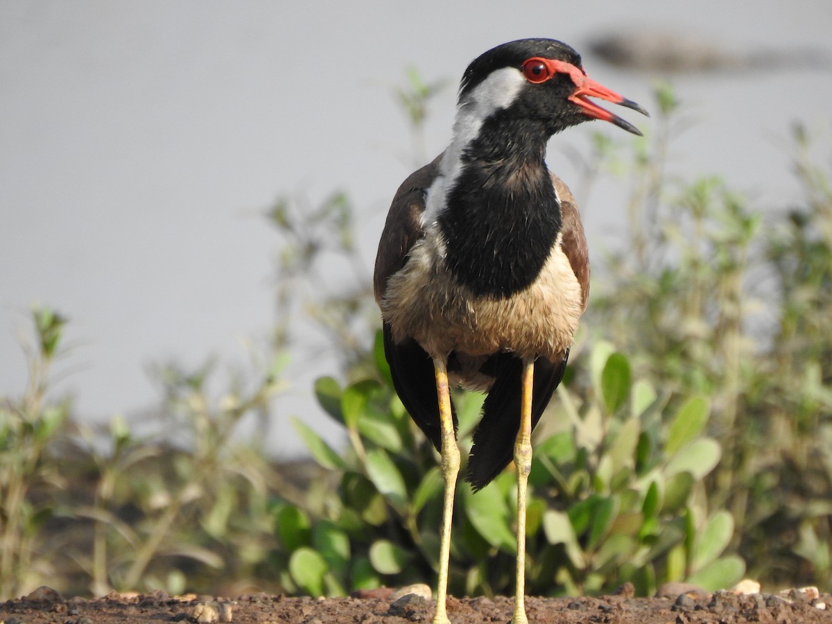 Red-wattled Lapwing - ML619874017