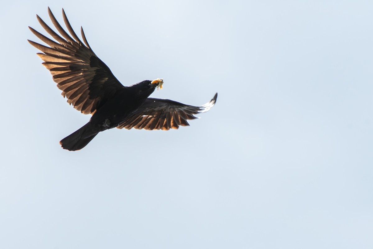 Carrion Crow - Seb Lem