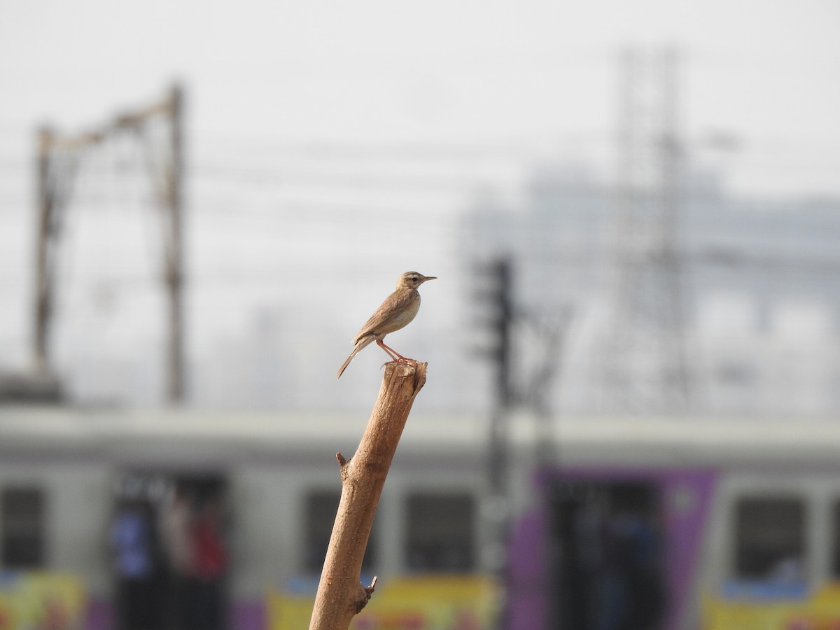 Paddyfield Pipit - ML619874026