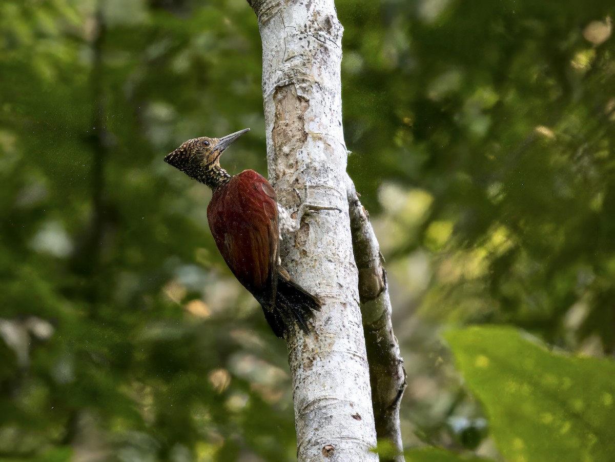 Buff-spotted Flameback - ML619874028