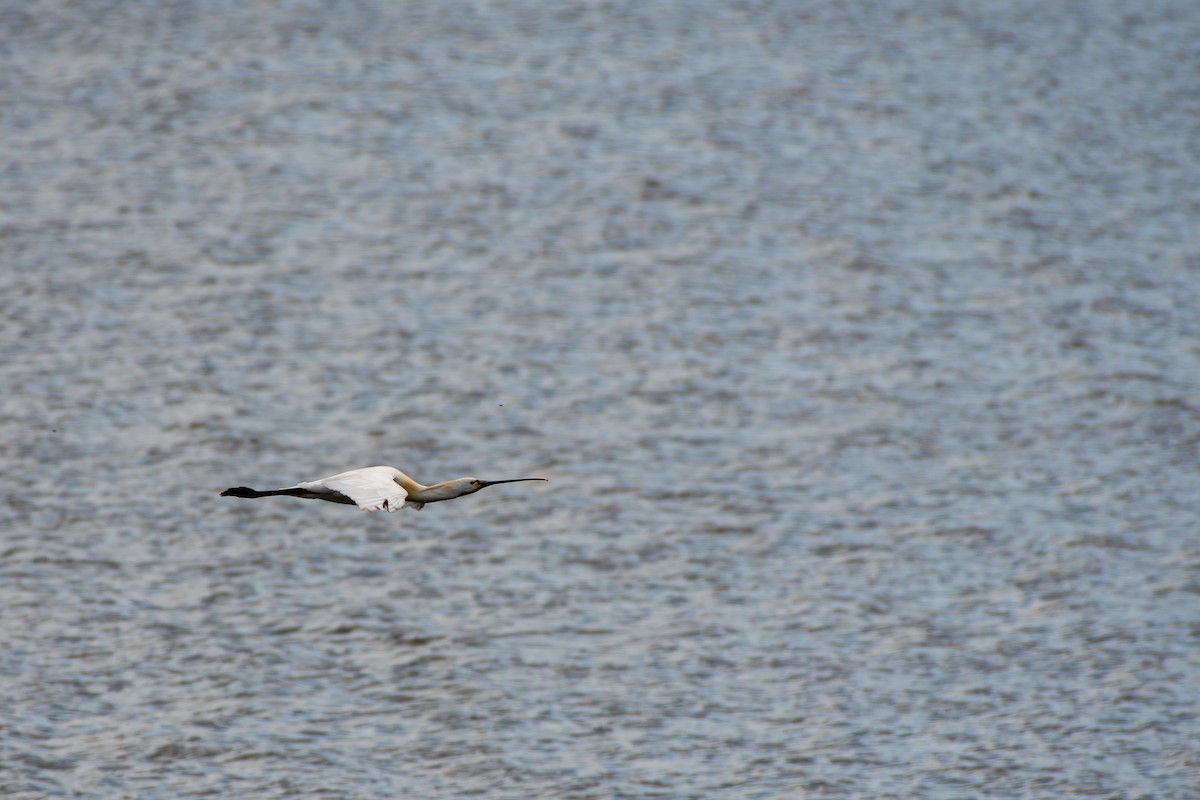 Eurasian Spoonbill - ML619874029