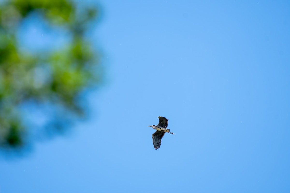 Gray Heron - ML619874033