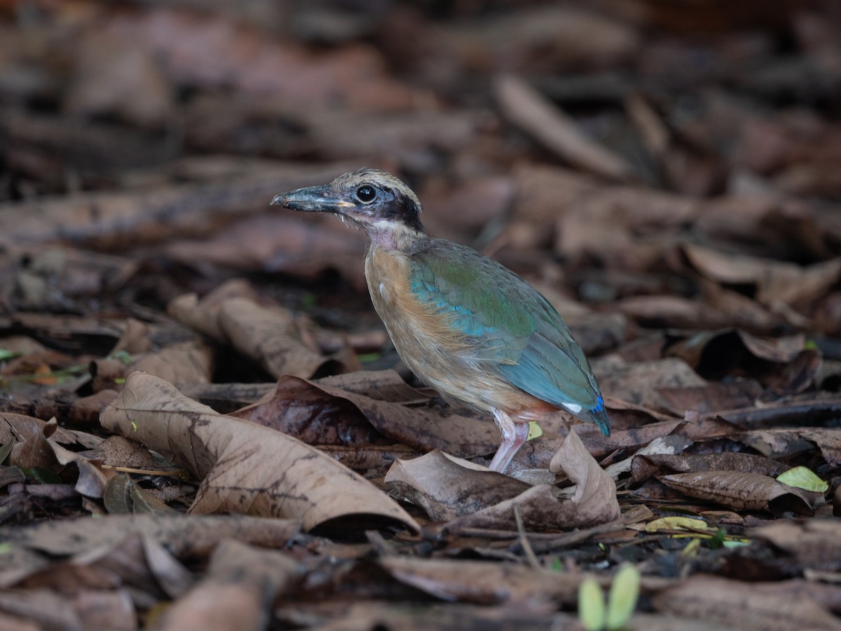 Mangrove Pitta - ML619874036