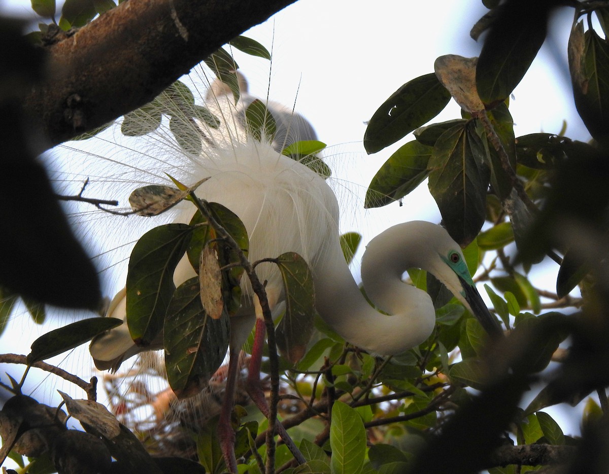 Great Egret - ML619874050