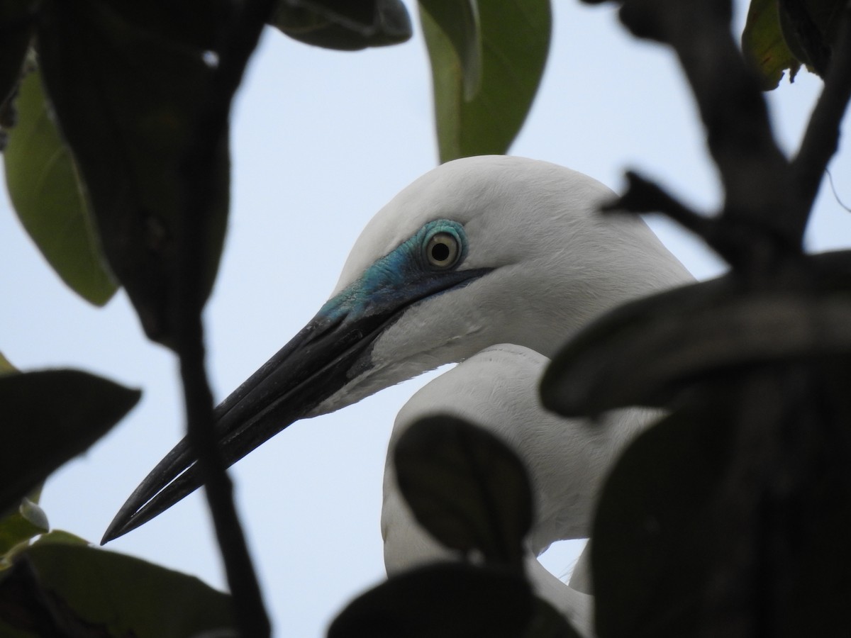 Great Egret - ML619874051