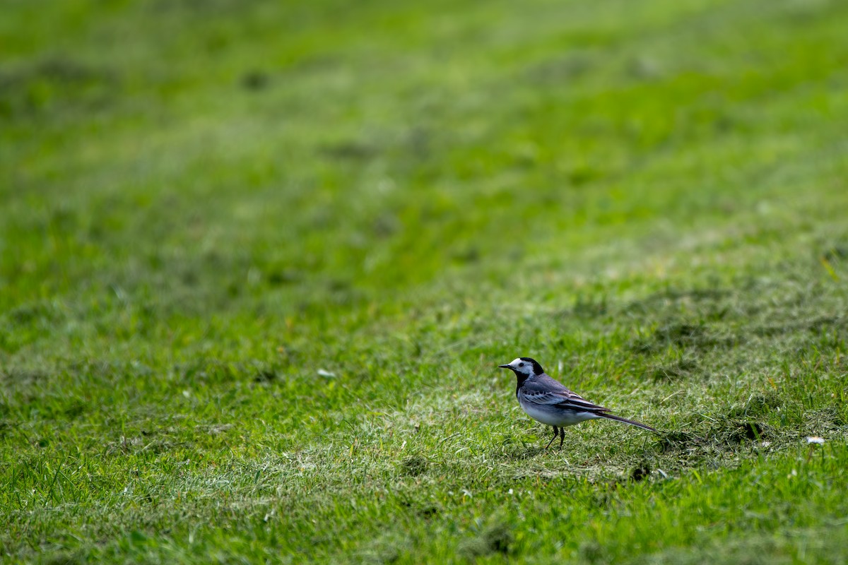 White Wagtail - ML619874052