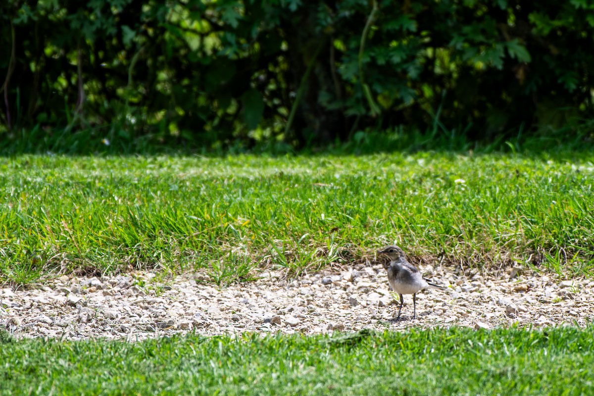 White Wagtail - ML619874053