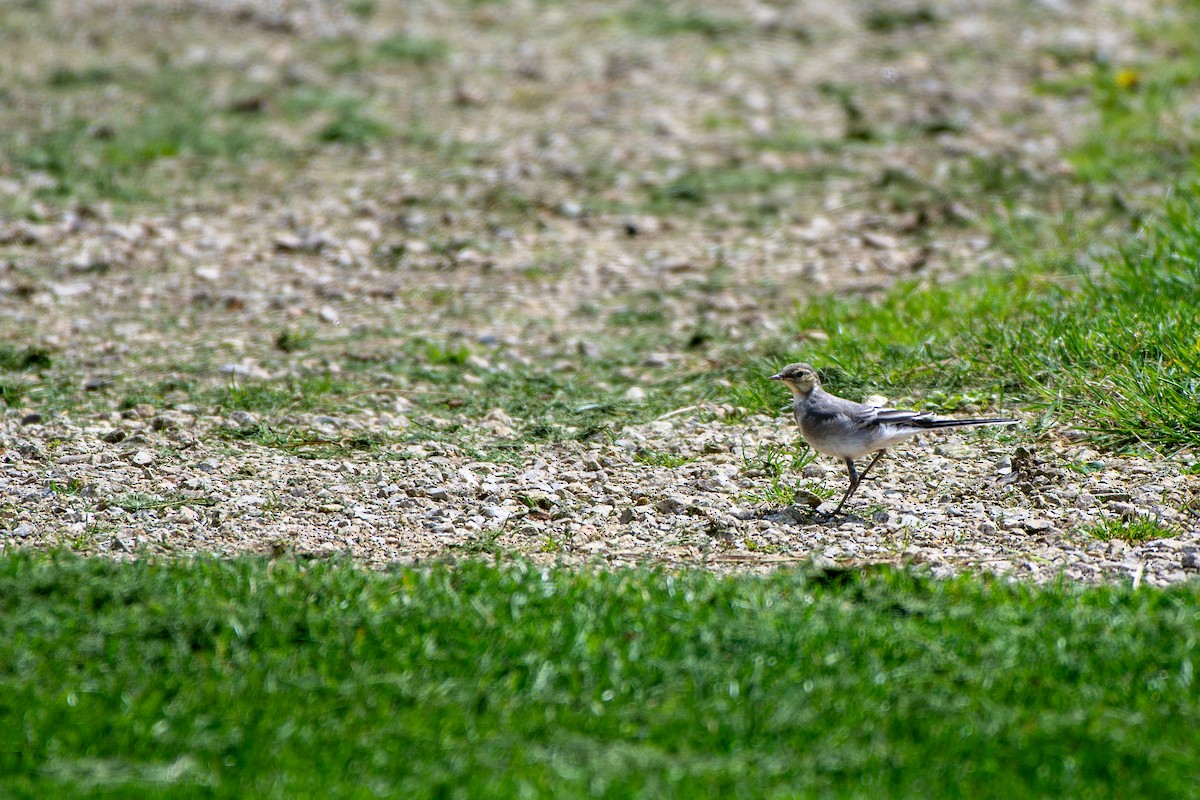 White Wagtail - ML619874054