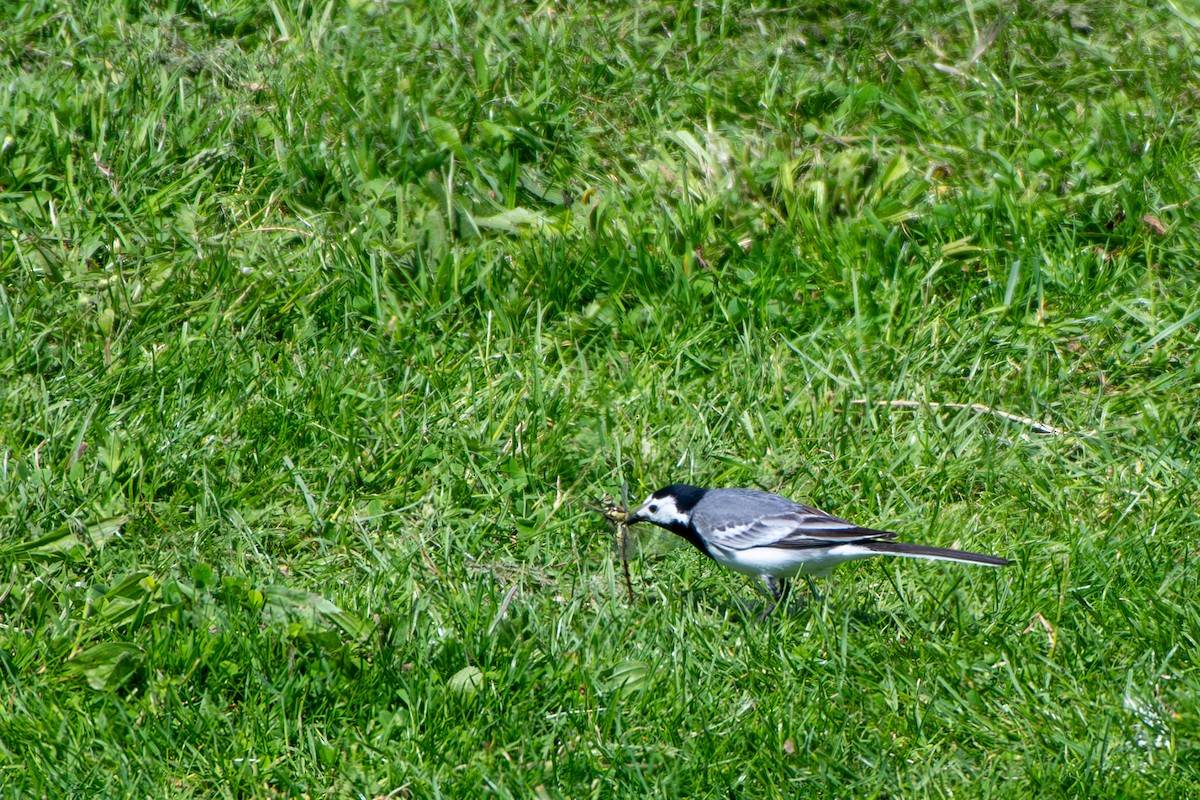 White Wagtail - ML619874055