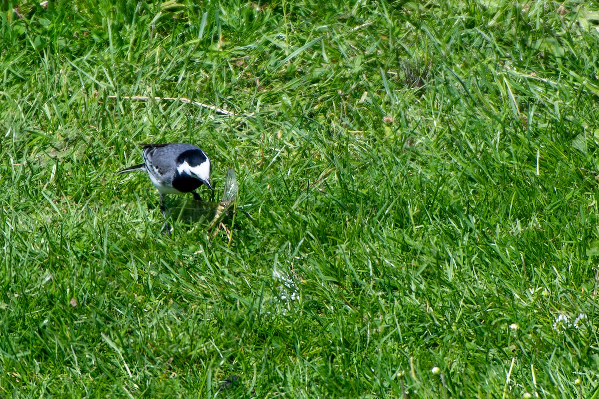 White Wagtail - ML619874056