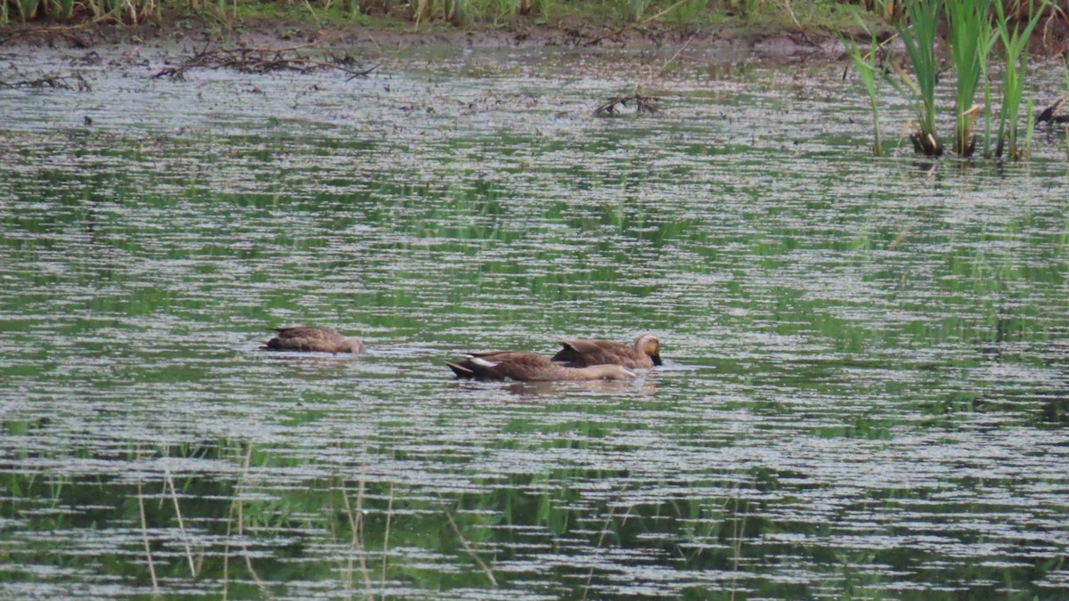 Eastern Spot-billed Duck - ML619874059