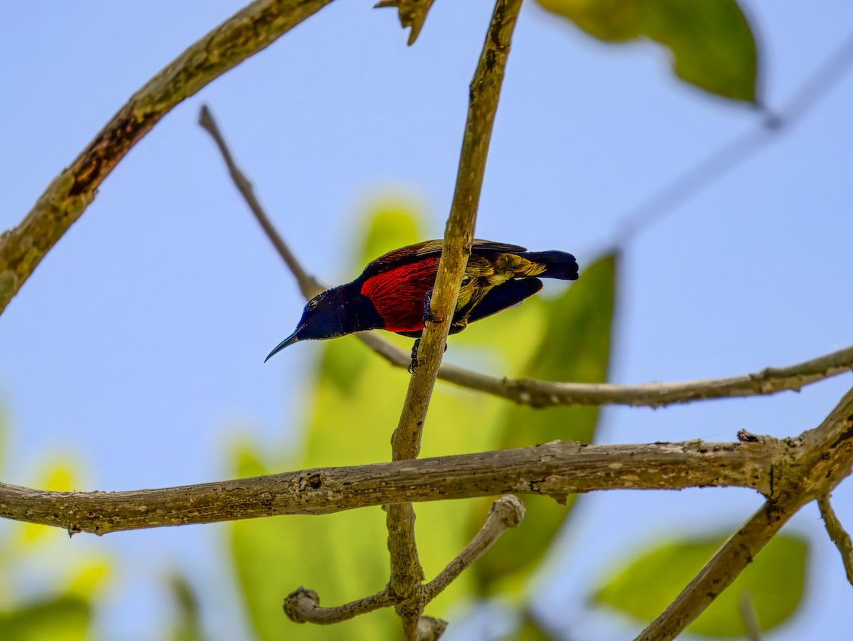 Purple-throated Sunbird - Manolo Arribas