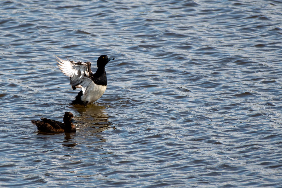 Tufted Duck - ML619874070