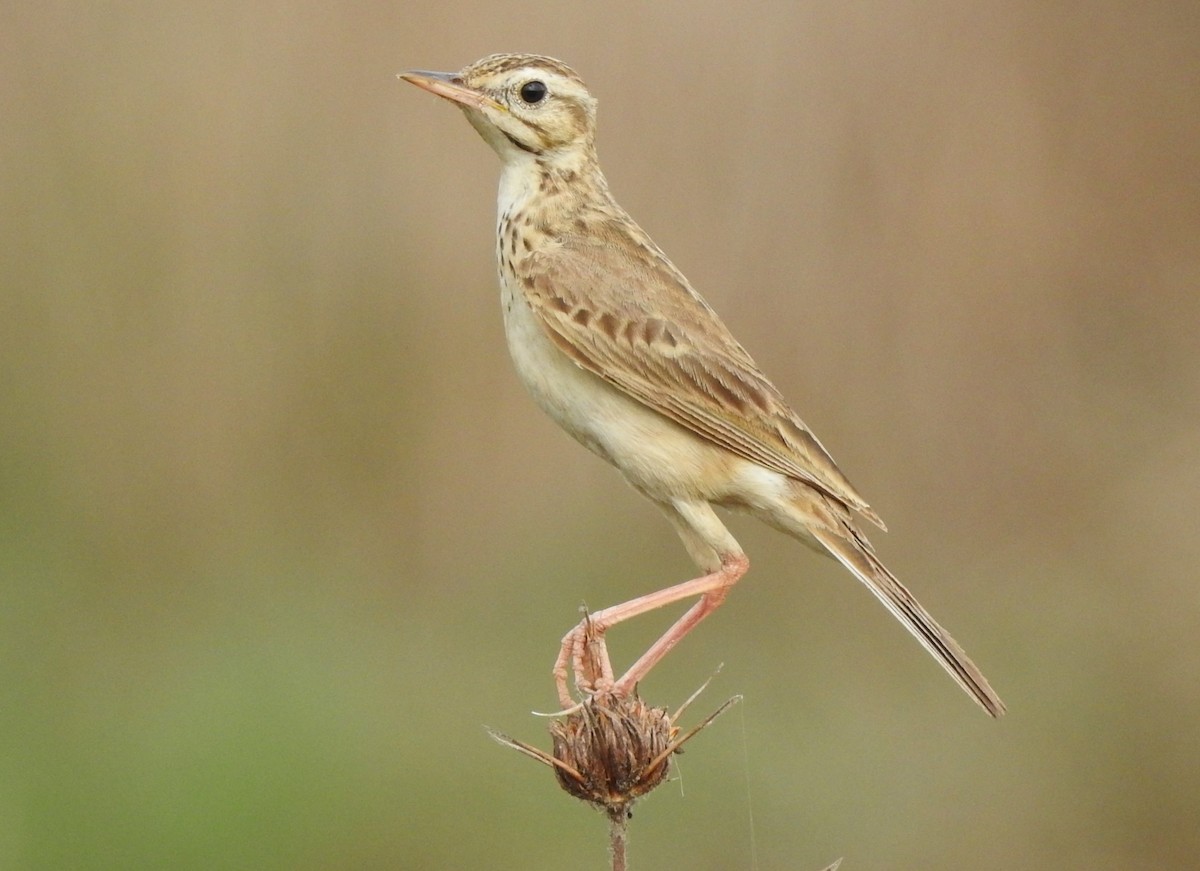 Paddyfield Pipit - ML619874072