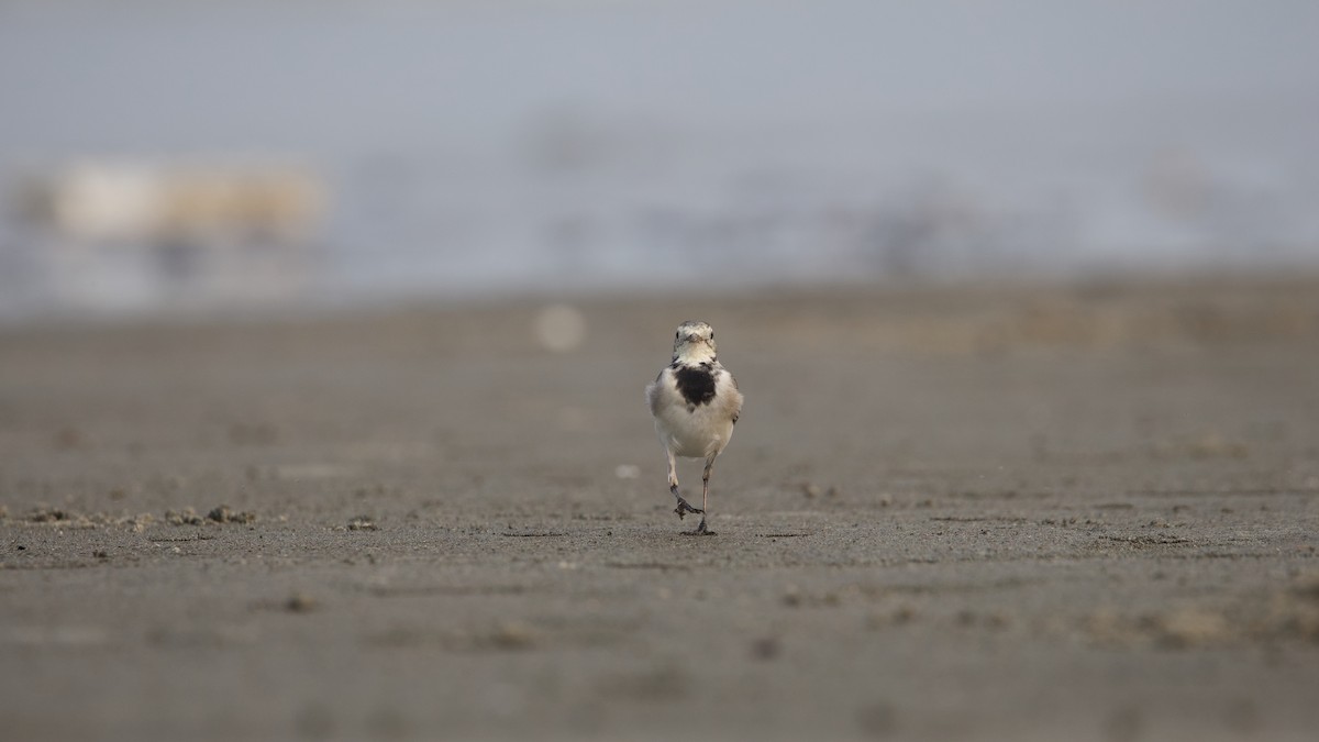 White Wagtail - ML619874075