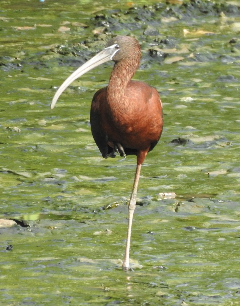 Glossy Ibis - ML619874077