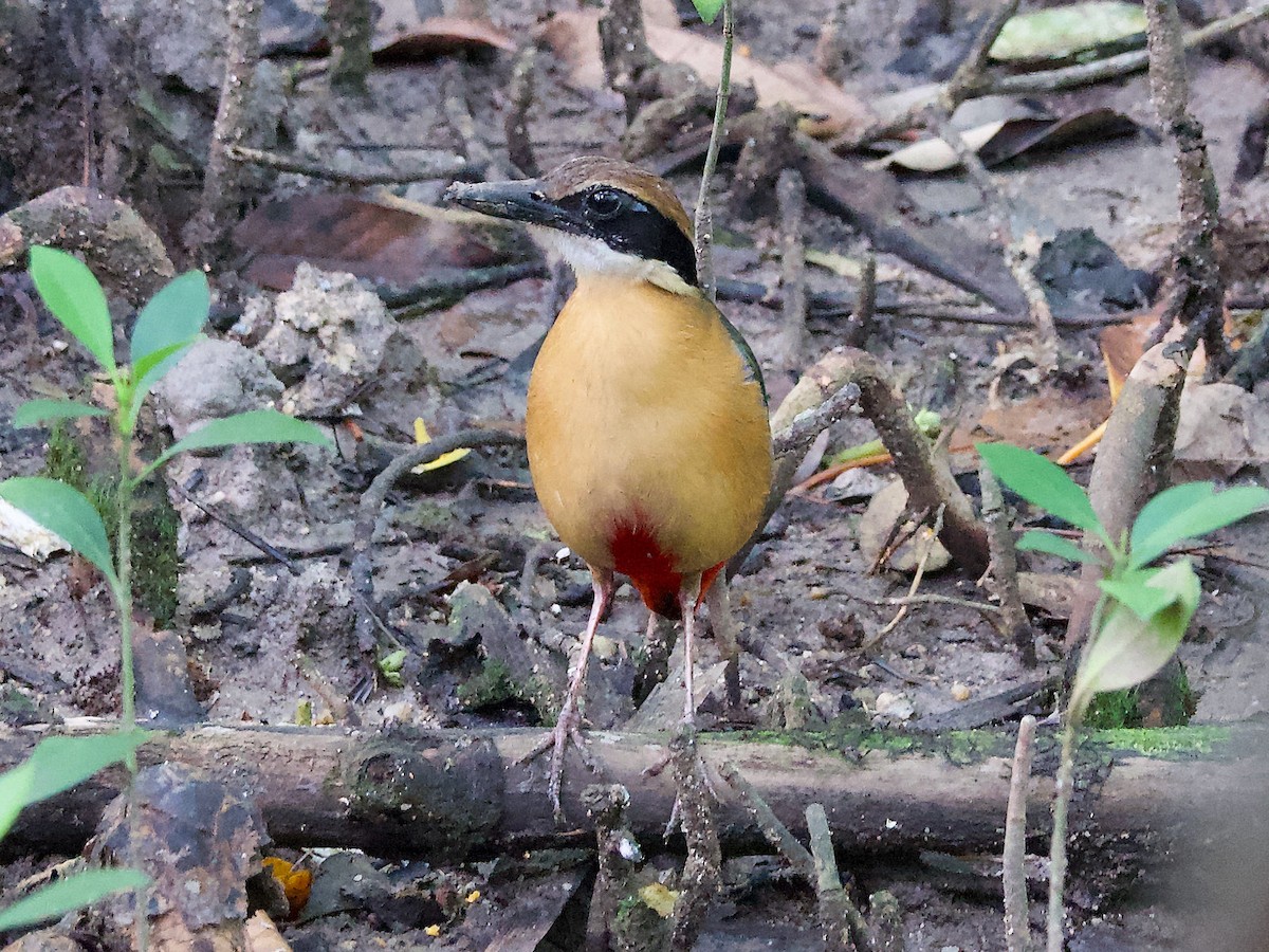 Mangrove Pitta - ML619874078