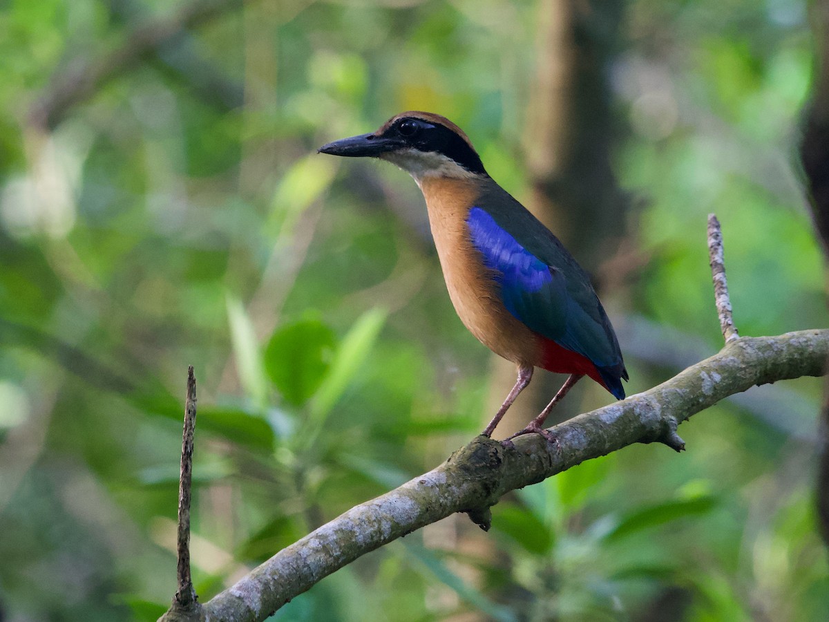 Mangrove Pitta - ML619874079