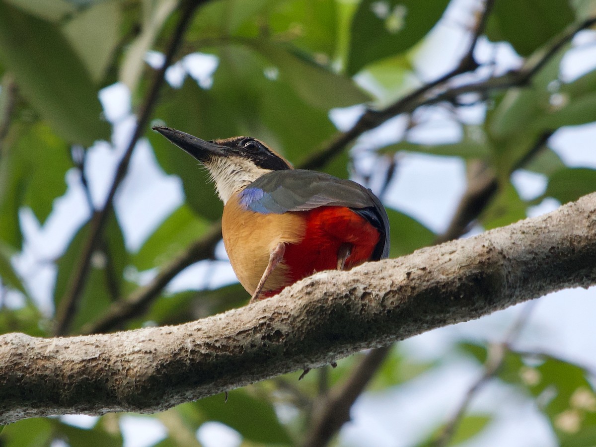 Mangrove Pitta - ML619874080