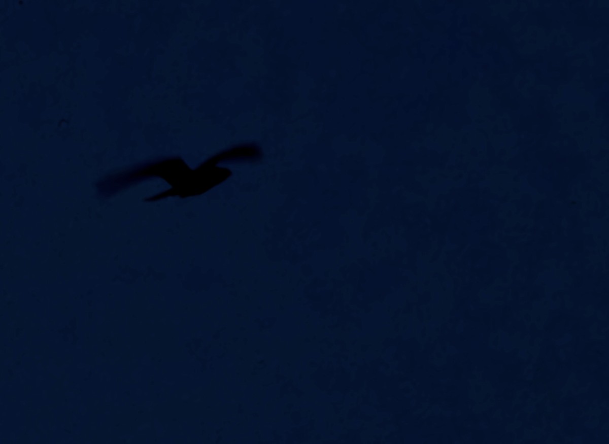 Nachtschwalbe - ML619874082