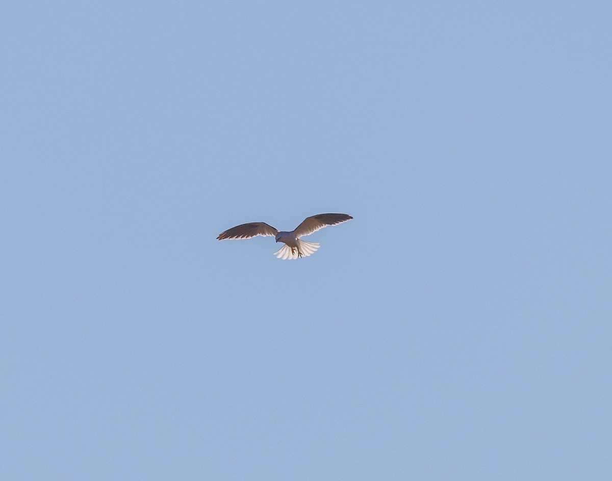 Black-shouldered Kite - ML619874085