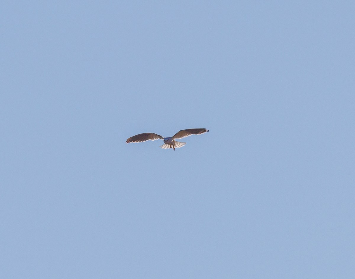 Black-shouldered Kite - ML619874086