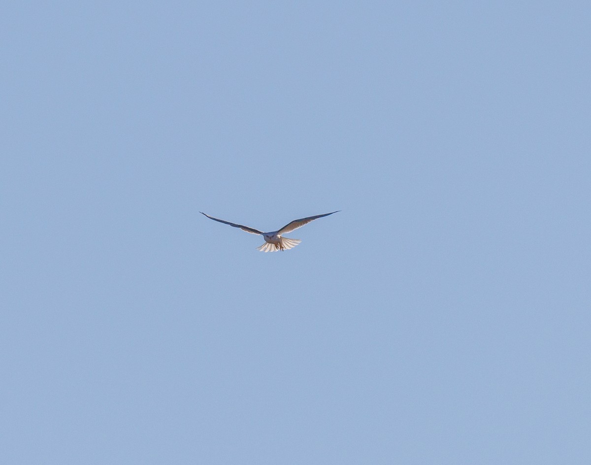 Black-shouldered Kite - ML619874087