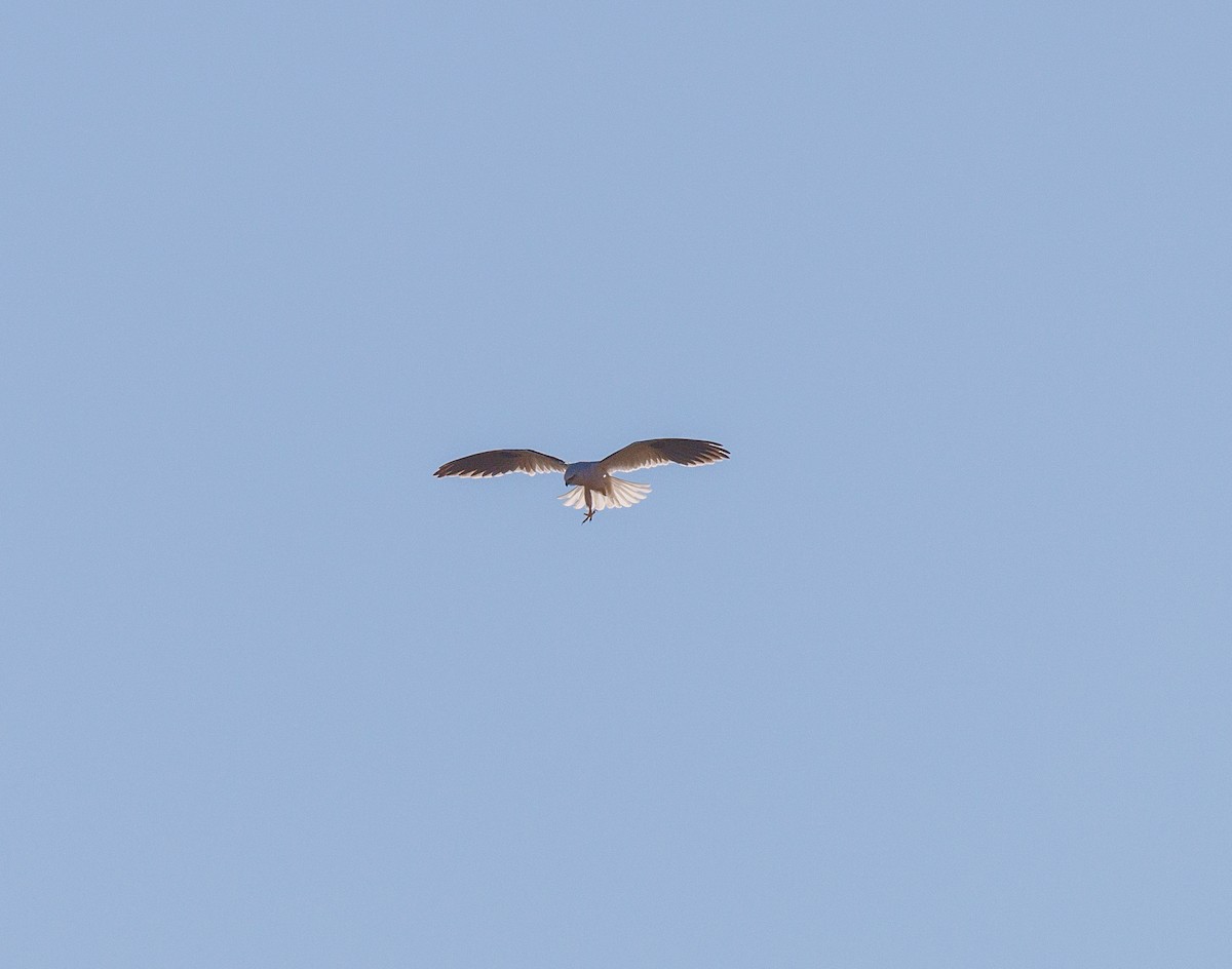 Black-shouldered Kite - ML619874088