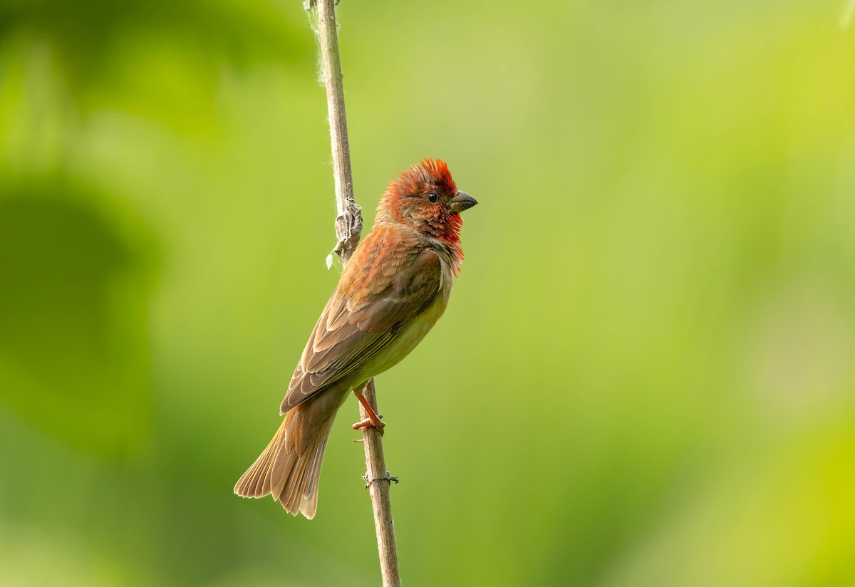 Common Rosefinch - Remy Sarjant