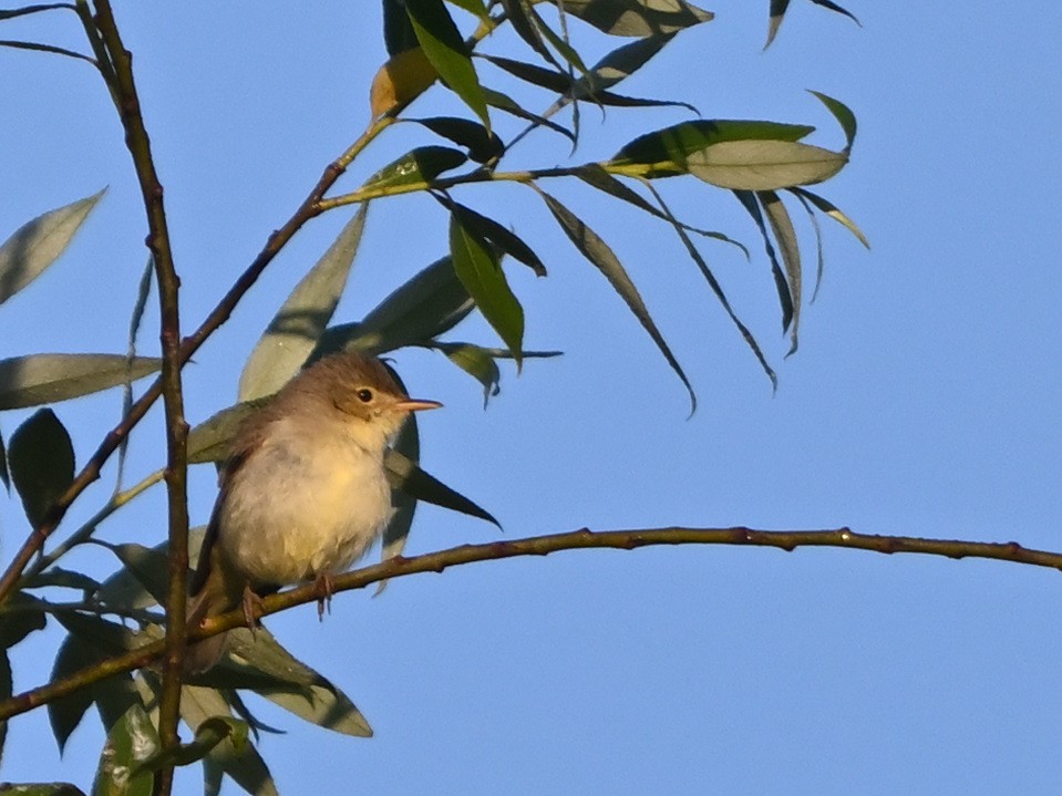 Melodious Warbler - ML619874094
